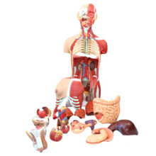 TopRanking 12016 Modèles de torse humain, modèle anatomique médical d&#39;anatomie de muscle de torse de taille 85cm